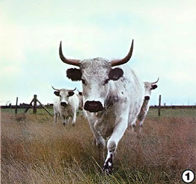 
[PHOTO 1] Chartley Park white cattle date from the time of Britain's Roman occupation. 
